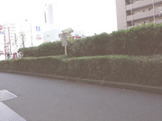 [SW-955] 女子社員の黒パンストから透けたパンチラがエロ過ぎて、会社や出張先でパンスト穿いたままチ○ポ挿しこませてもらった - 1of5