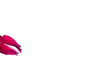 乐奈子 金鱼的报恩 情人节限定宠物女友