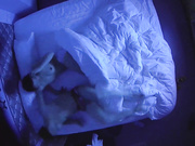 情趣酒店TP有点搞笑的裸睡情侣退房前来一炮男的射好多女的擦起让他闻一闻