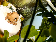 绿叶房没啥性经验的小伙被长发美眉撸硬鸡巴没搞多久就射了