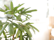 [KBI-002]【モザイク破壊版】KANBi専属出演第1弾！旦那を忘れる程 汗だく汁だくで絡み合う 濃厚接吻性交3本番 織笠るみ - 1of5